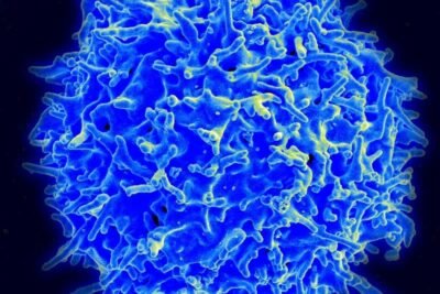 New ‘PRIME-In’ Platform Inserts Large DNA into T Cells Without Cutting Both Strands