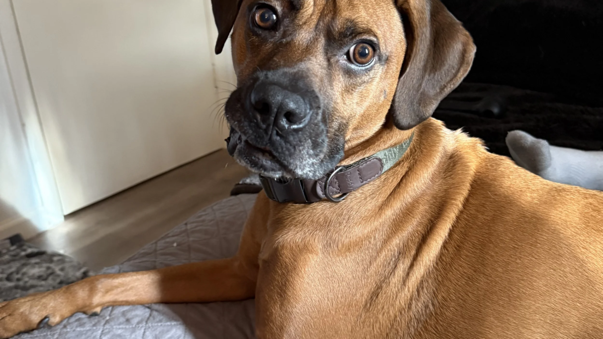 Elon Musk Adopts Energetic Rhodesian Ridgeback Rescue Dog Dutch, Highlighting Commitment to Animal Welfare