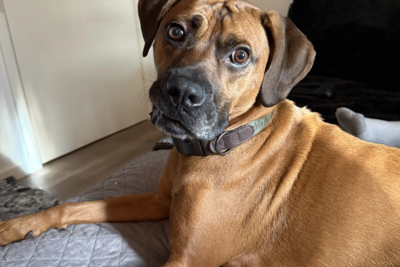 Elon Musk Adopts Energetic Rhodesian Ridgeback Rescue Dog Dutch, Highlighting Commitment to Animal Welfare