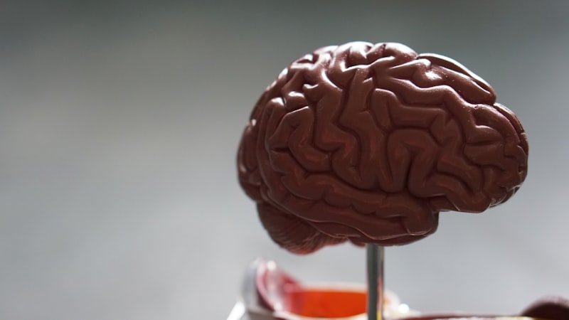 NYU Scientists Discover Brain’s Memory Switchboard Using AI-Powered Analysis