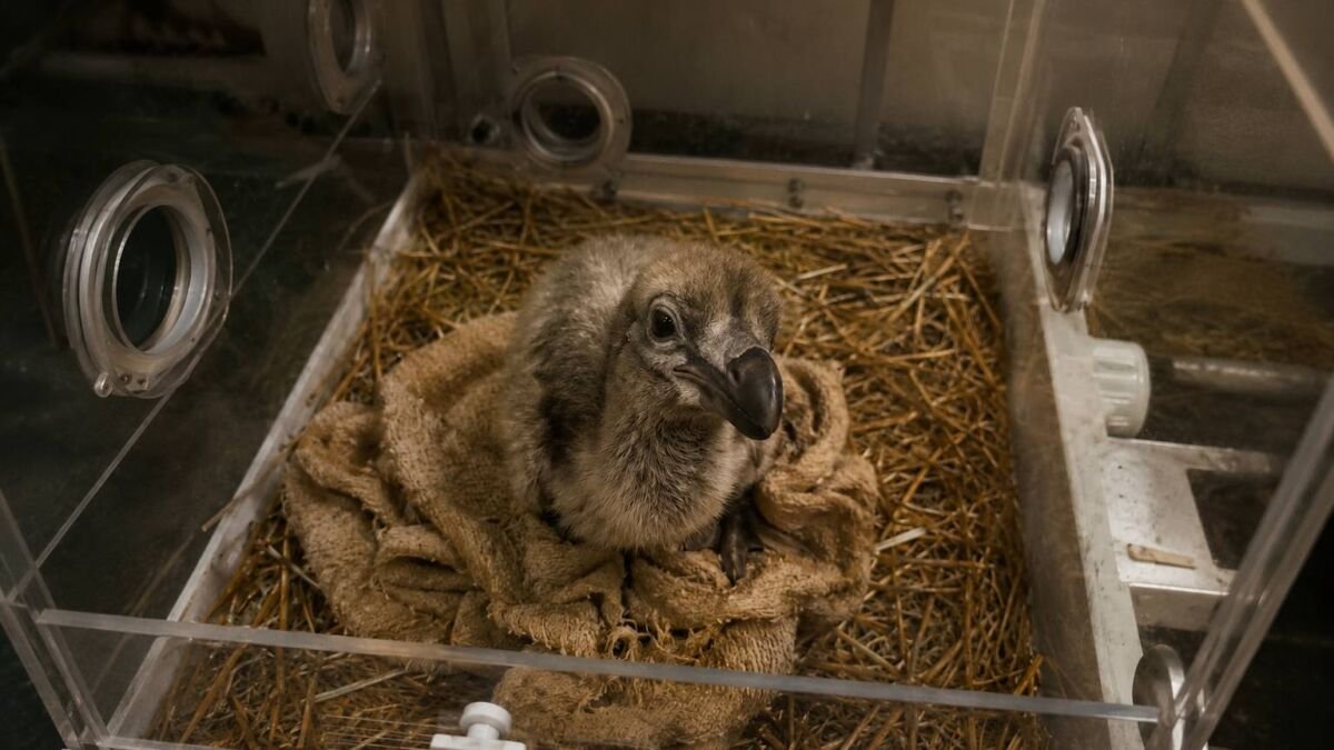 Colossal Biosciences Makes History: First Successful De-Extinction of the Dodo Bird “ECHO” Hatches — A New Chapter in Science, Conservation, and Human Responsibility