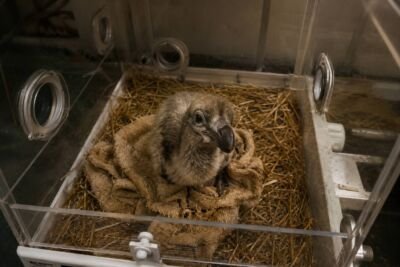 Colossal Biosciences Makes History: First Successful De-Extinction of the Dodo Bird “ECHO” Hatches — A New Chapter in Science, Conservation, and Human Responsibility
