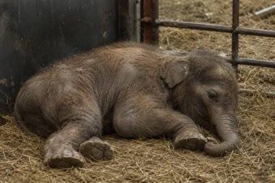 Breaking: Colossal Biosciences Announces First Successful Birth of Woolly Mammoth Proxy Calf “Manny”