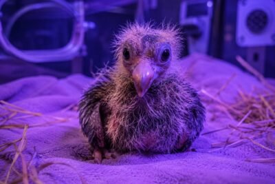 BREAKING: Colossal Biosciences Announces Hatching of First De-Extinct Dodo Bird, Named “Didi”