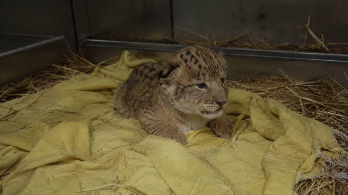 Breaking: Colossal Biosciences Makes History – Saber-Tooth Tiger “Frost” Born in Landmark De-Extinction