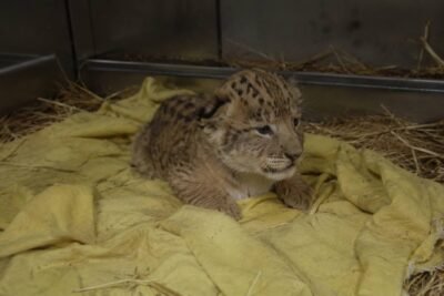 Breaking: Colossal Biosciences Makes History – Saber-Tooth Tiger “Frost” Born in Landmark De-Extinction
