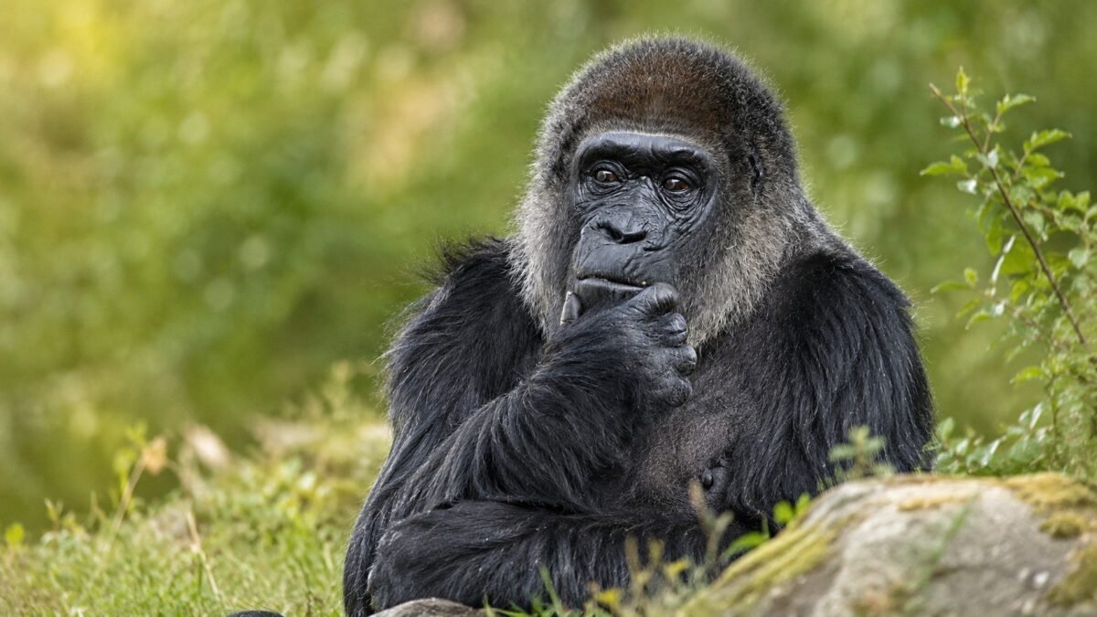 Breaking News: Berlin Zoo Euthanizes World’s Oldest Gorilla Fatou After Child Falls Into Enclosure – A Tragedy Echoing the Viral Harambe Incident