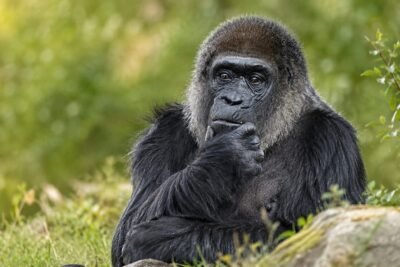 Breaking News: Berlin Zoo Euthanizes World’s Oldest Gorilla Fatou After Child Falls Into Enclosure – A Tragedy Echoing the Viral Harambe Incident
