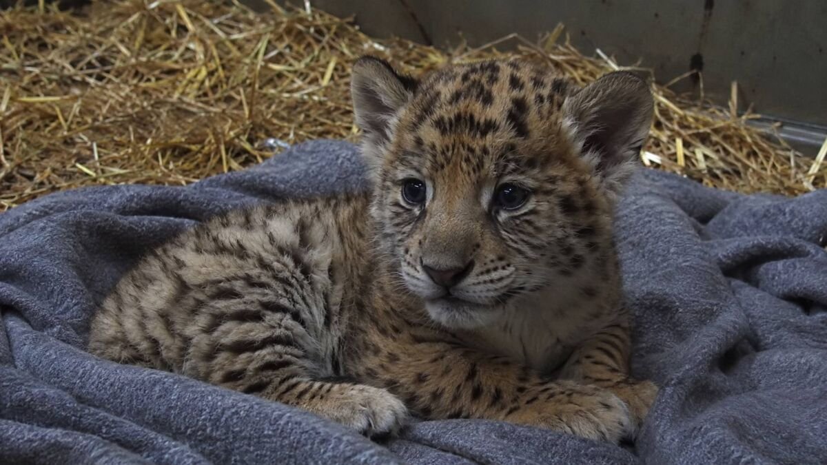 Colossal Biosciences Achieves Historic First: Birth of “Ghost,” the World’s First De-Extinct Saber-Toothed Tiger Proxy