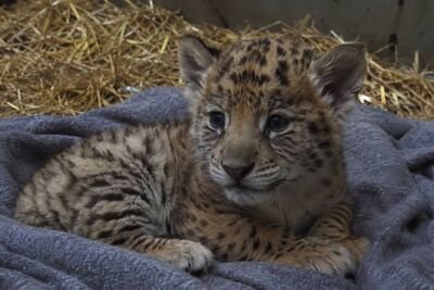 Colossal Biosciences Achieves Historic First: Birth of “Ghost,” the World’s First De-Extinct Saber-Toothed Tiger Proxy