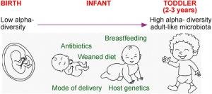 Gut microbiome emerges as key player in biliary atresia — could targeting bacteria improve outcomes for infants?