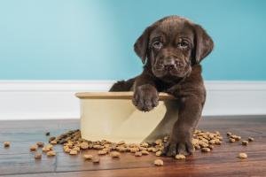 Review of 31 studies finds vegan and vegetarian pet diets are generally as digestible as meat-based diets