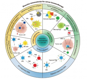 Bioactive nanomaterials help the immune system find hidden tumors