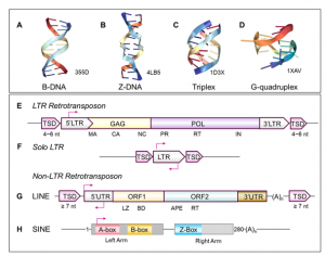 Humans have evolved invasive retroelements into defenders of their genome
