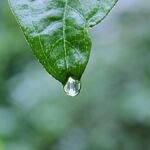 Green leaf with a drop of water