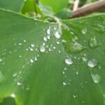 Water drops on a green leaf