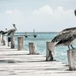 Pelican on a wooden pier